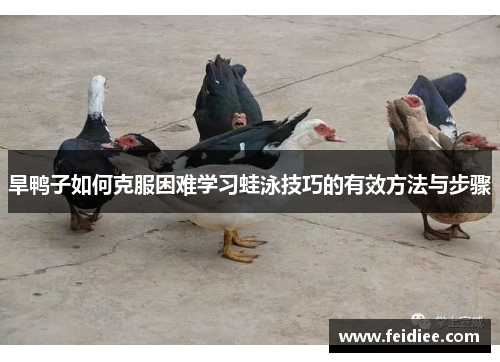 旱鸭子如何克服困难学习蛙泳技巧的有效方法与步骤